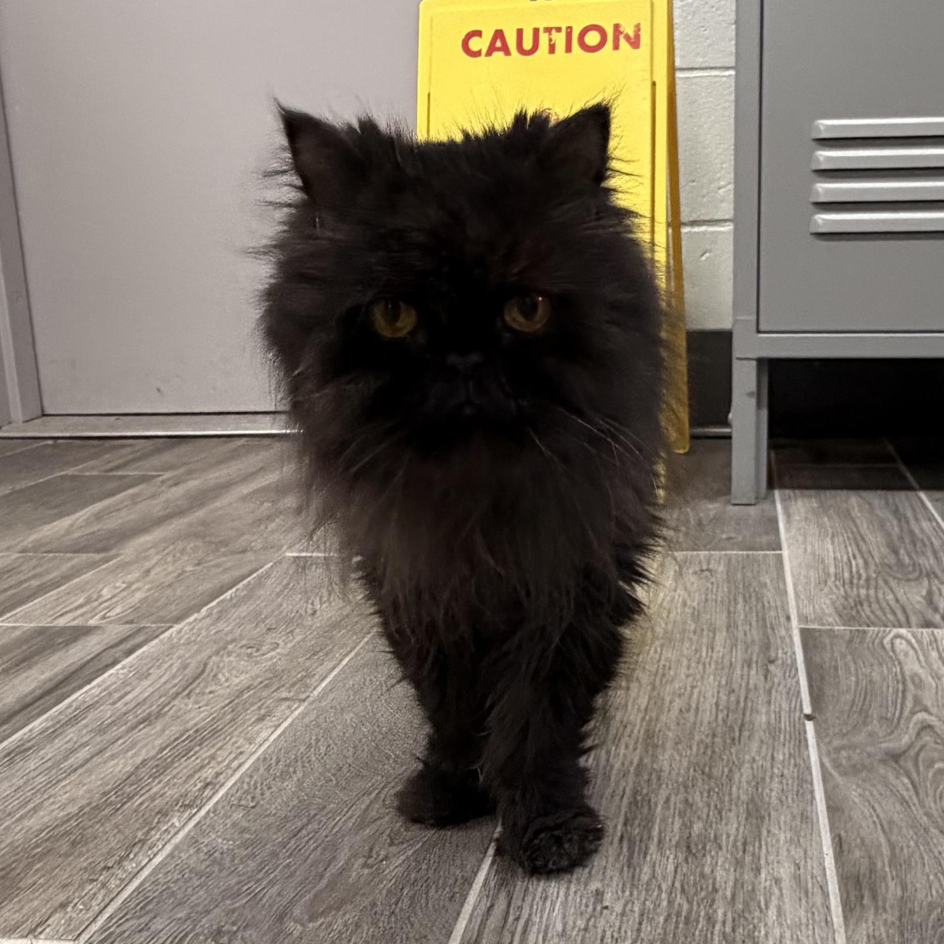 Enlarge Smokey, a Adoptable Persian in Charlestown, RI image 2/6