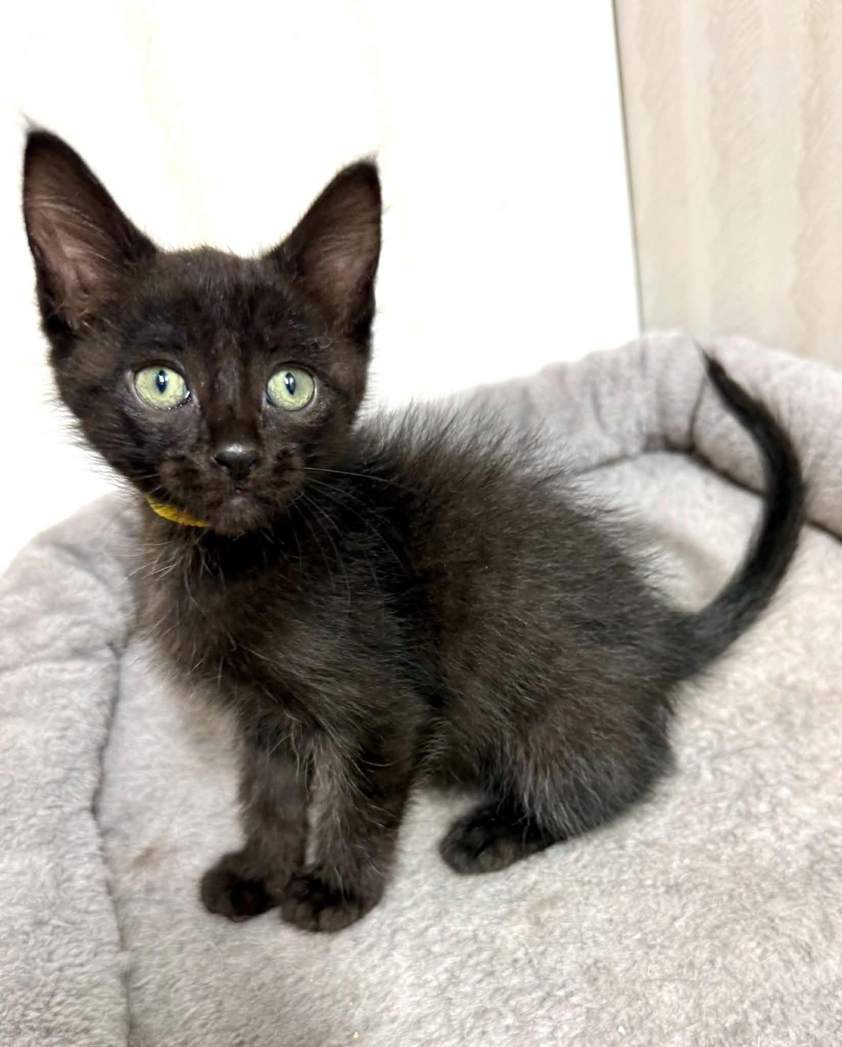 Mocha - affectionate and playful, an adopted Domestic Medium Hair in Hales Corners, WI image 3/6