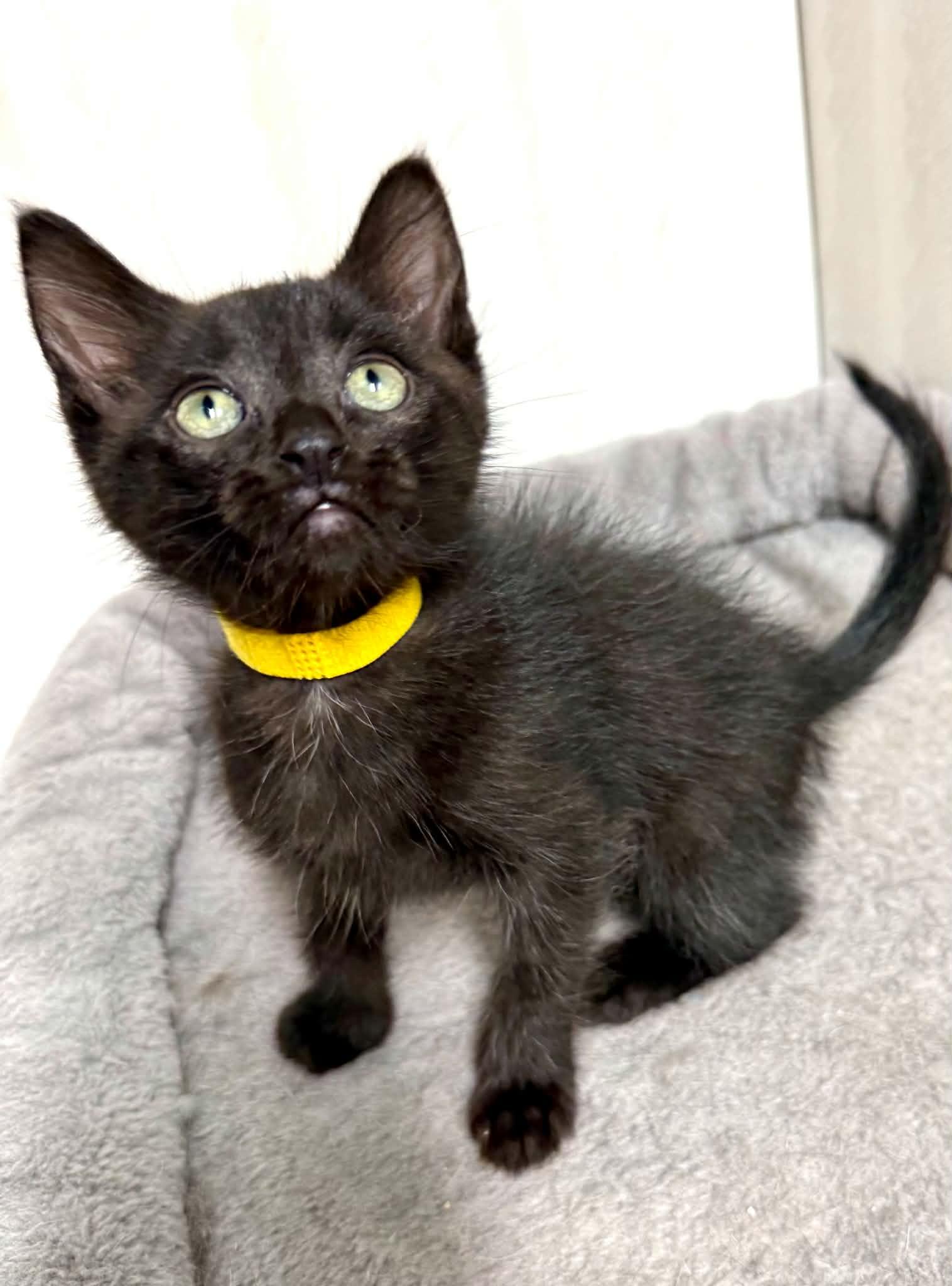 Mocha - affectionate and playful, an adopted Domestic Medium Hair in Hales Corners, WI image 5/6