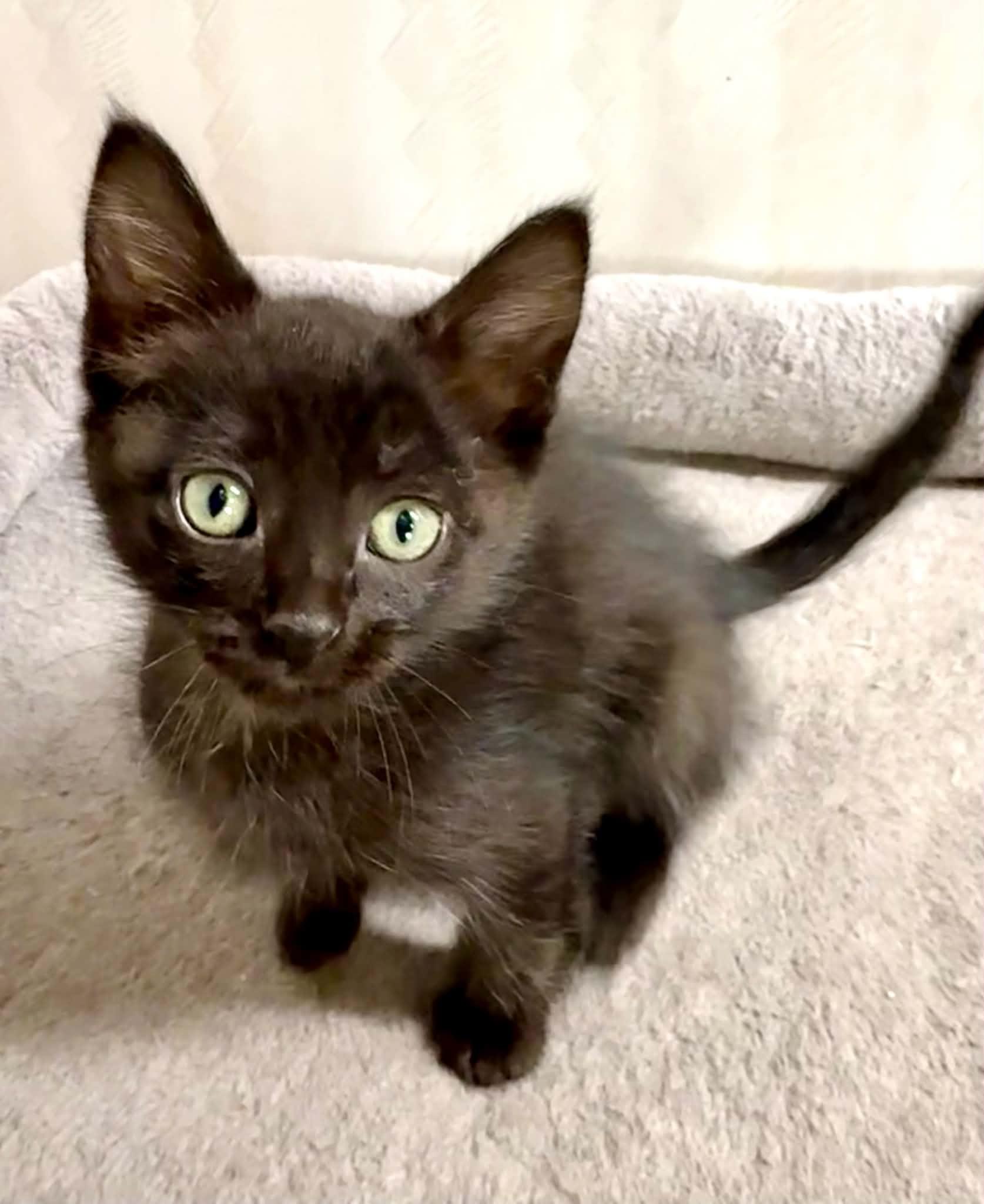Mocha - affectionate and playful, an adopted Domestic Medium Hair in Hales Corners, WI image 6/6