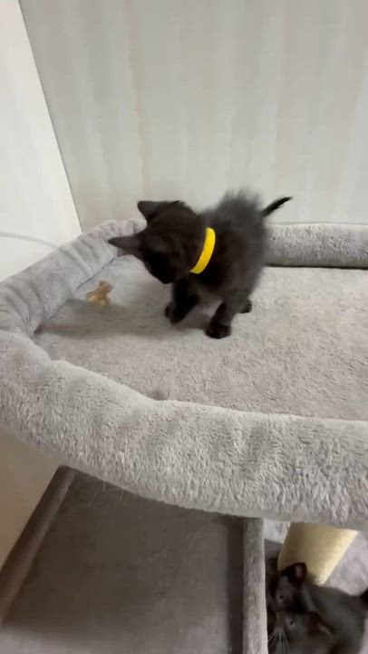 Enlarge Mocha - affectionate and playful, an adopted Domestic Medium Hair in Hales Corners, WI video 2/6