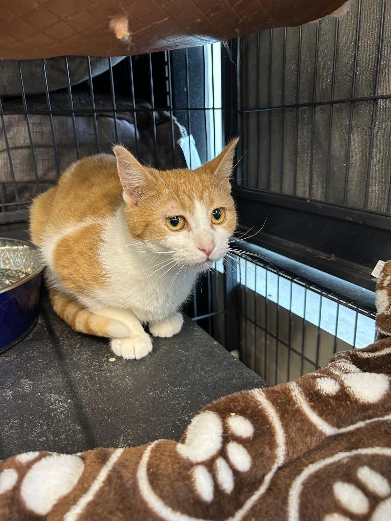 Bramble, a Adoptable mixed breed in Calgary, AB image 6/6