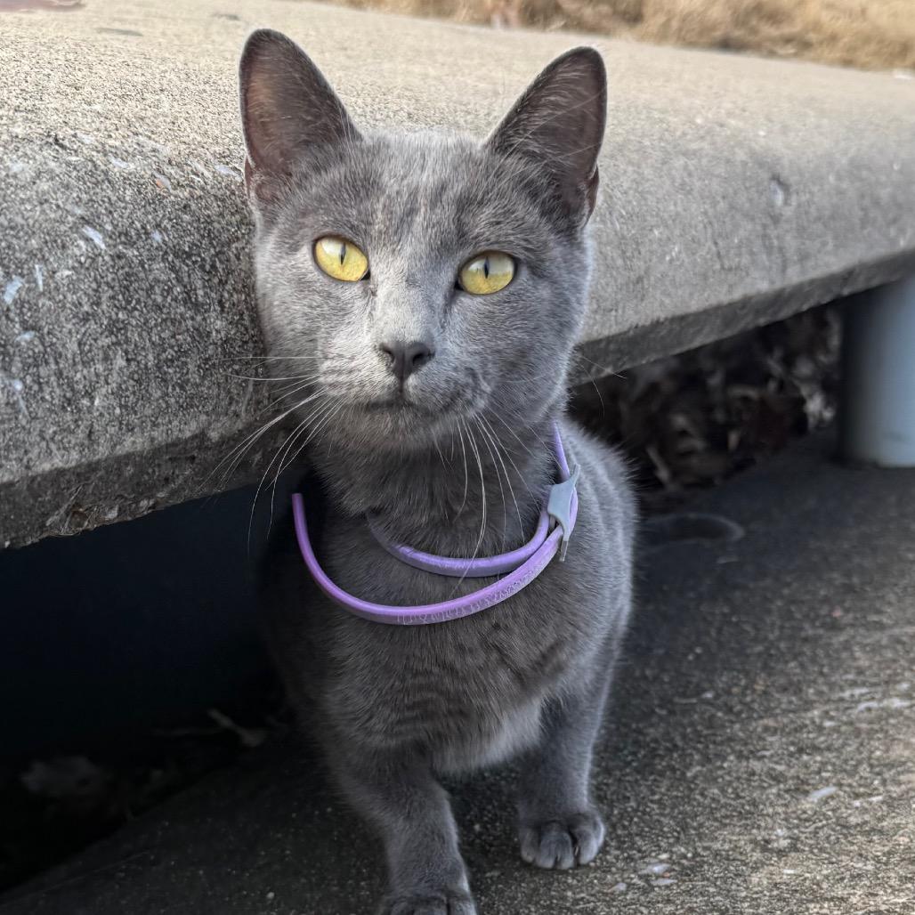 Dust Bunny, Adoptable, Young Female Domestic Short Hair.