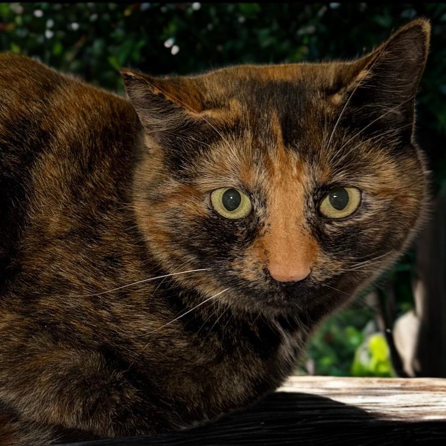 Cocoa 47262FDSH, Adoptable, Adult Female Domestic Short Hair.