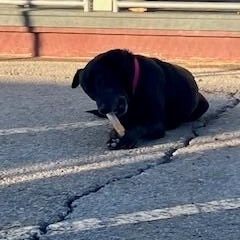 Enlarge Ariel, a Adoptable mixed breed in Bernalillo, NM image 6/6