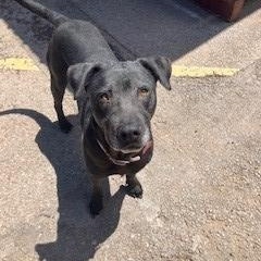 Enlarge Ariel, a Adoptable mixed breed in Bernalillo, NM image 5/6