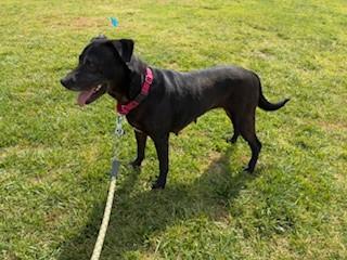 Enlarge Ariel, a Adoptable mixed breed in Bernalillo, NM image 3/6