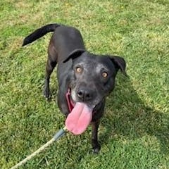 Enlarge Ariel, a Adoptable mixed breed in Bernalillo, NM image 2/6