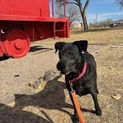 Enlarge Ariel, a Adoptable mixed breed in Bernalillo, NM image 3/6