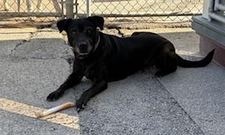 Enlarge Ariel, a Adoptable mixed breed in Bernalillo, NM image 4/6