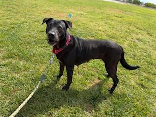 Ariel, Adoptable, Senior Female Labrador Retriever & American Staffordshire Terrier.