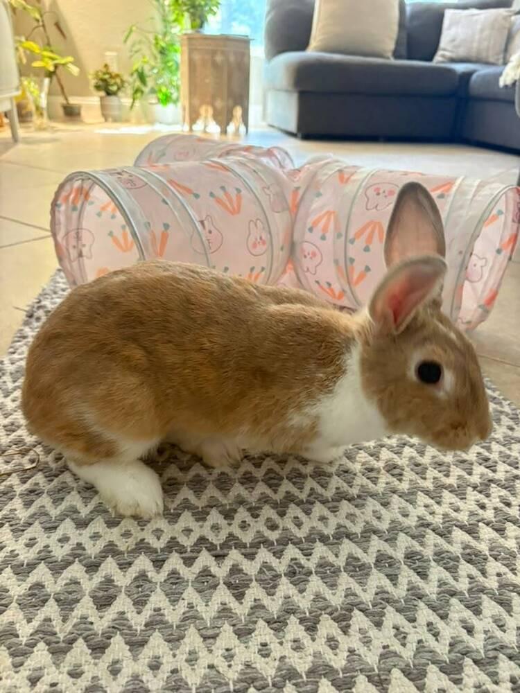 Henrietta, Adopted, Adult Female Dutch.