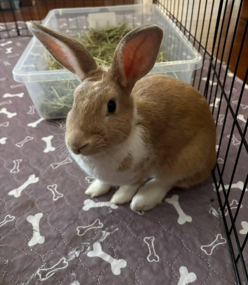 Henrietta, a Adopted mixed breed in Melbourne, FL image 3/6