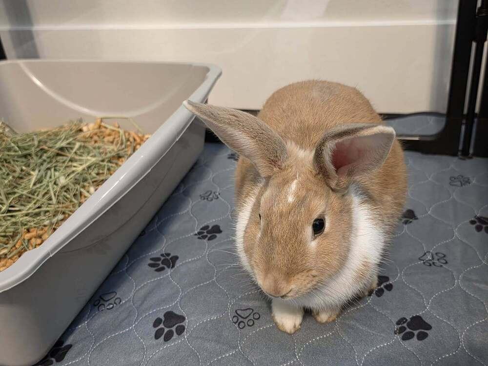 Henrietta, a Adopted mixed breed in Melbourne, FL image 4/6