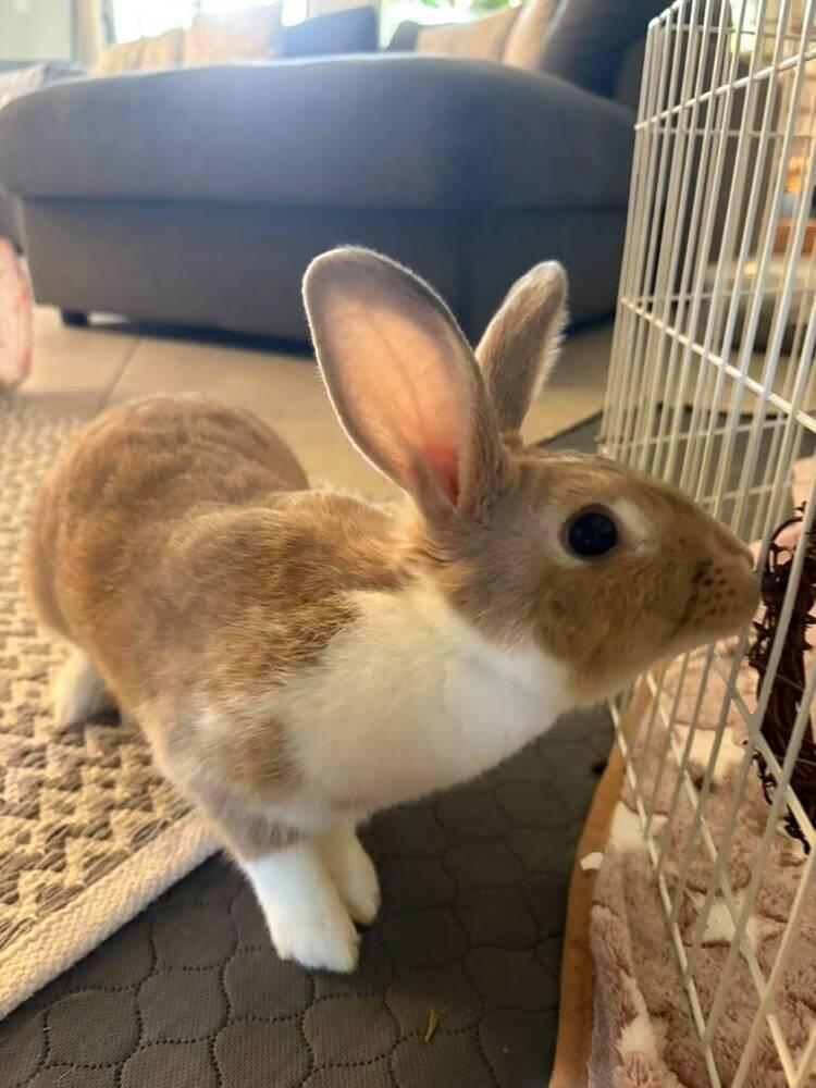 Henrietta, a Adopted mixed breed in Melbourne, FL image 6/6