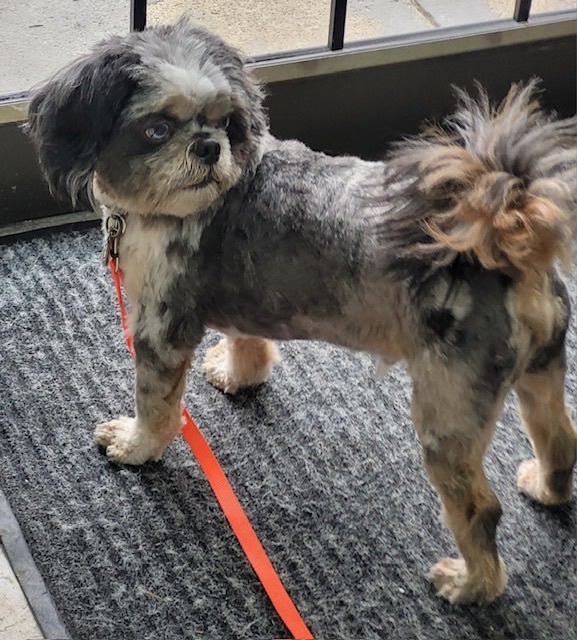 Enlarge Mufasa, a Adopted mixed breed in Langley, BC image 1/4