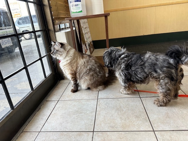 Enlarge Mufasa, a Adopted mixed breed in Langley, BC image 2/4