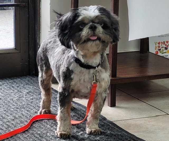 Enlarge Mufasa, a Adopted mixed breed in Langley, BC image 4/4