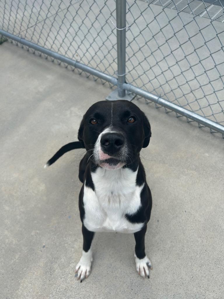 Blackberry, Adoptable, Young Male Pit Bull Terrier.
