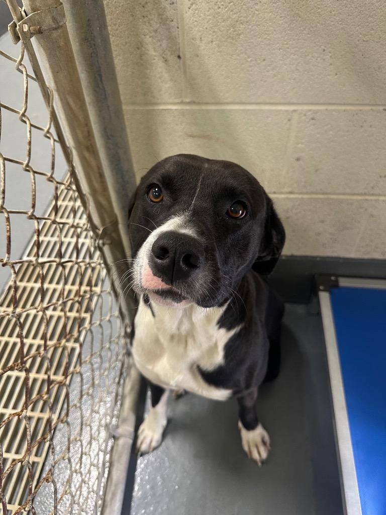 Enlarge Blackberry, a Adoptable mixed breed in Johnson City, TN image 1/1