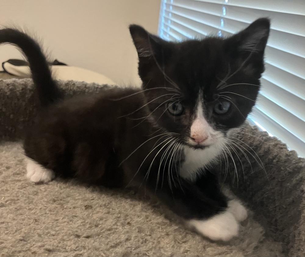 Fig, Adoptable, Kitten Male Domestic Short Hair.
