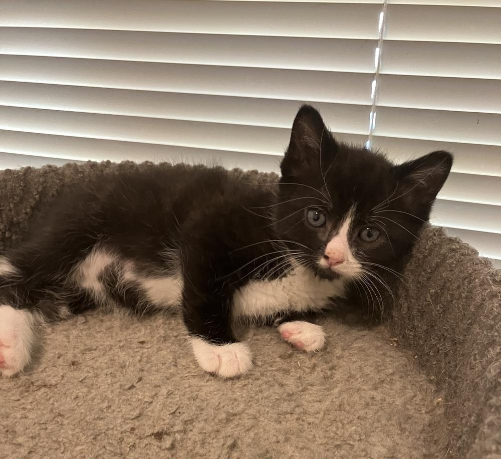 Enlarge Fig, a Adoptable Domestic Short Hair in Oakdale, CA image 2/3