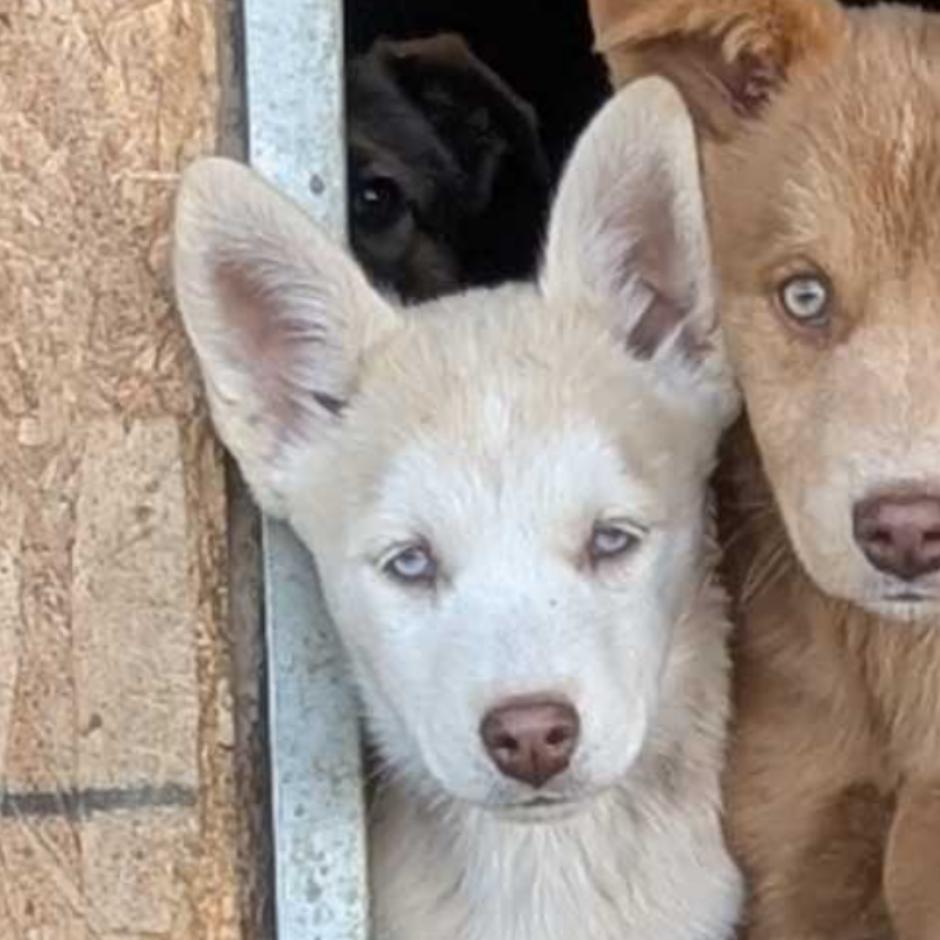 Female Rez Husky, Adoptable, Puppy Female Husky.