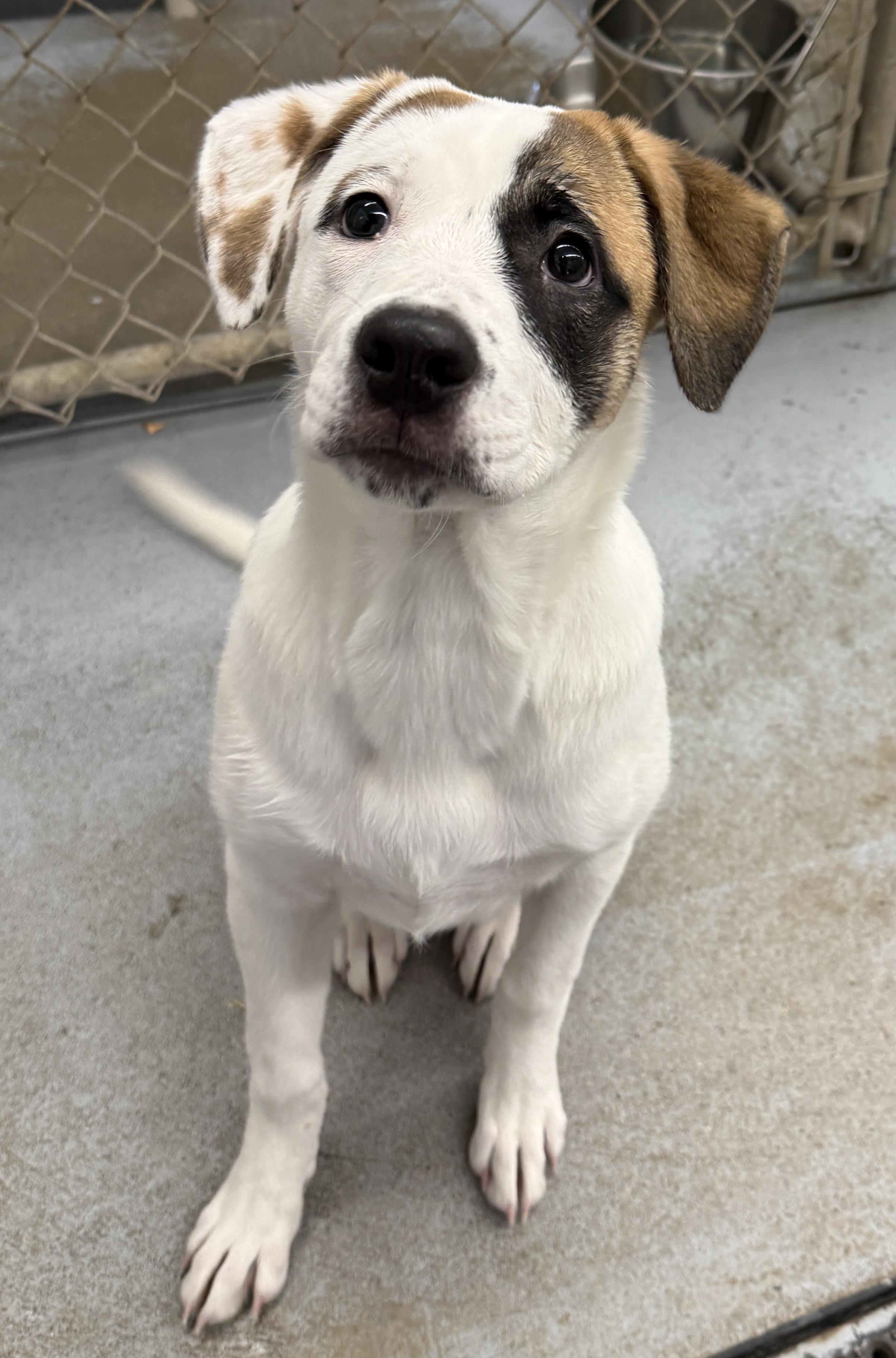 Enlarge Buttons, a ADOPTABLE mixed breed in Meadow Lake, SK image 5/6