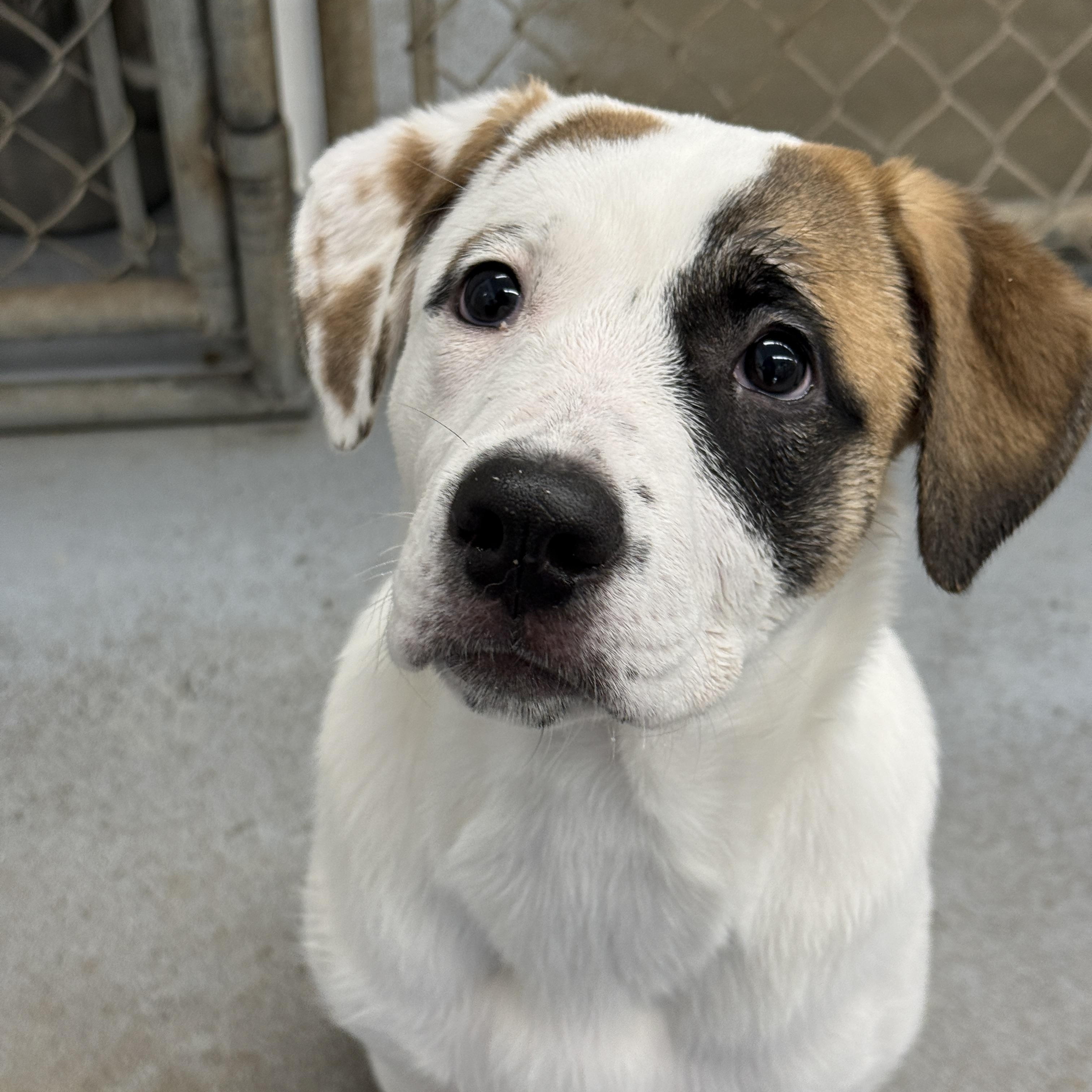 Buttons, ADOPTABLE, Young Female Retriever.