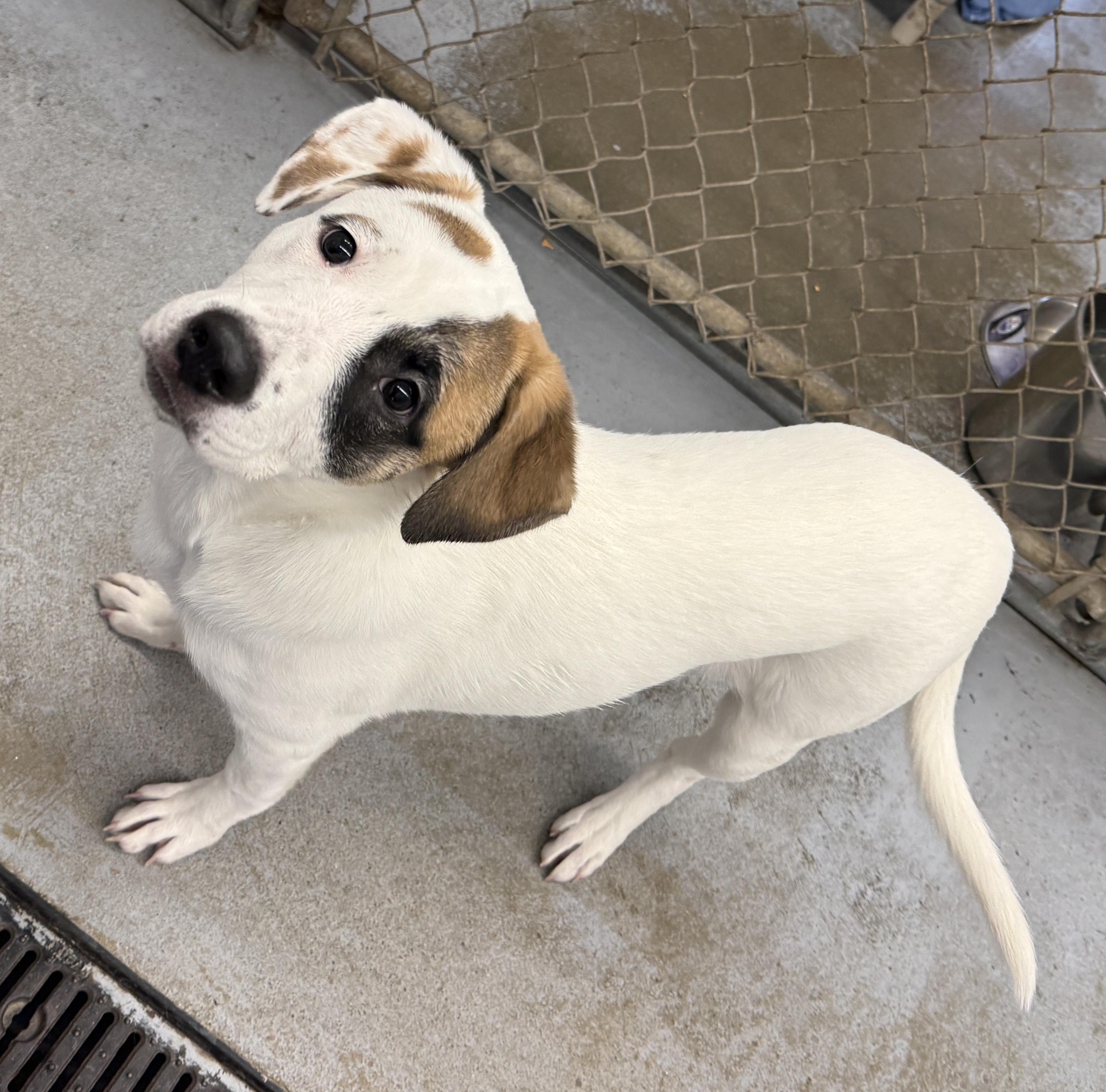 Enlarge Buttons, a ADOPTABLE mixed breed in Meadow Lake, SK image 4/6