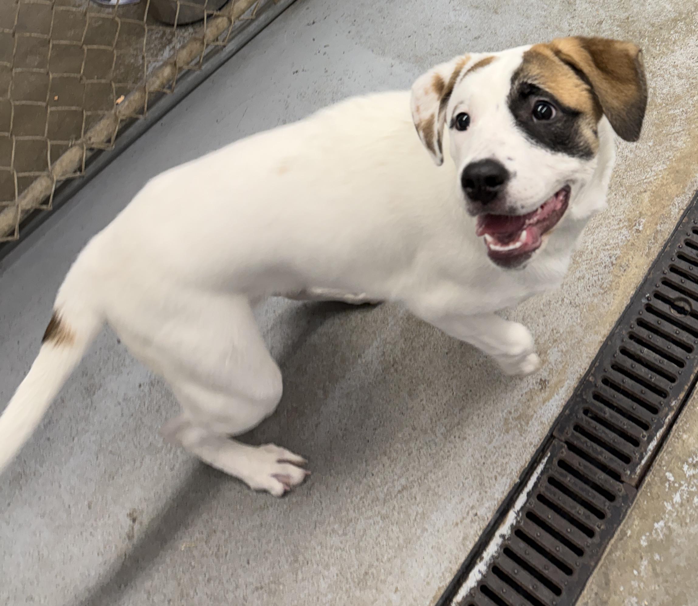Enlarge Buttons, a ADOPTABLE mixed breed in Meadow Lake, SK image 3/6