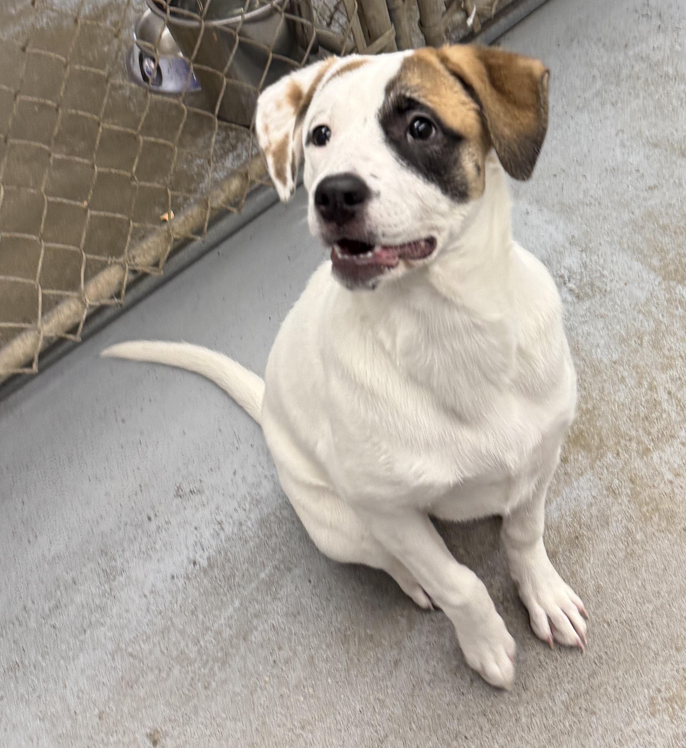 Enlarge Buttons, a ADOPTABLE mixed breed in Meadow Lake, SK image 2/6