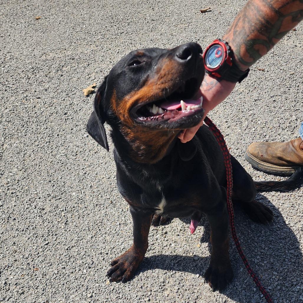 Yukon, a Adoptable mixed breed in Evensville, TN image 1/6