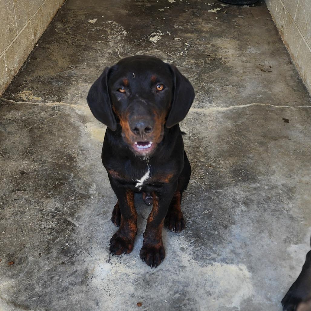 Enlarge Yukon, a Adoptable mixed breed in Evensville, TN image 3/6