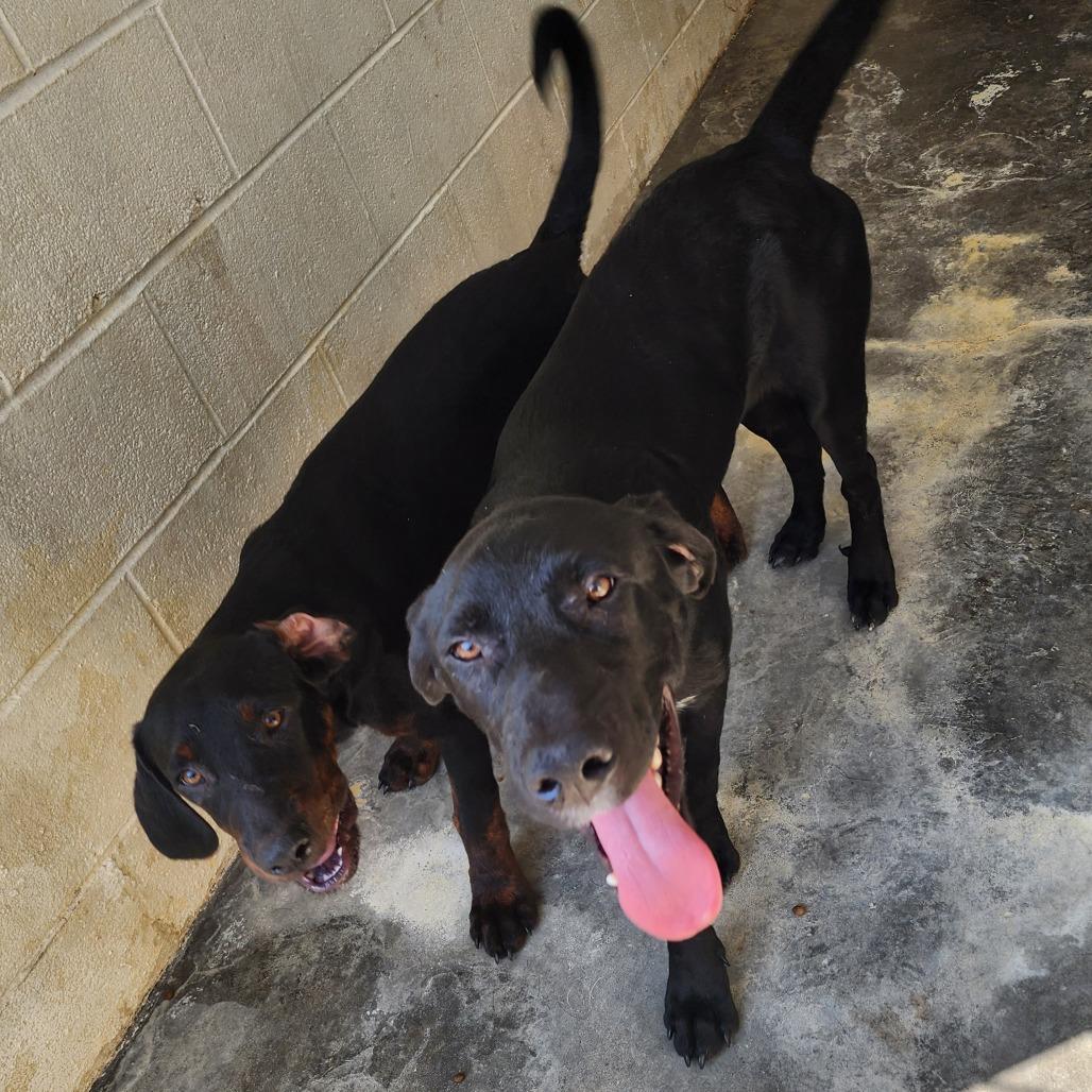 Yukon, a Adoptable mixed breed in Evensville, TN image 2/6