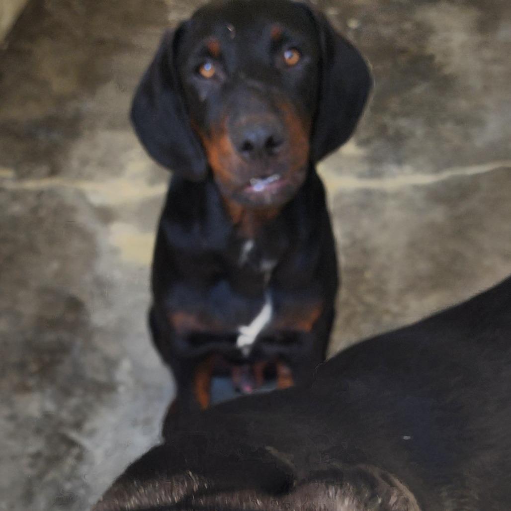 Yukon, a Adoptable mixed breed in Evensville, TN image 3/6