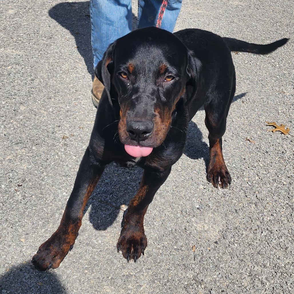 Yukon, a Adoptable mixed breed in Evensville, TN image 4/6