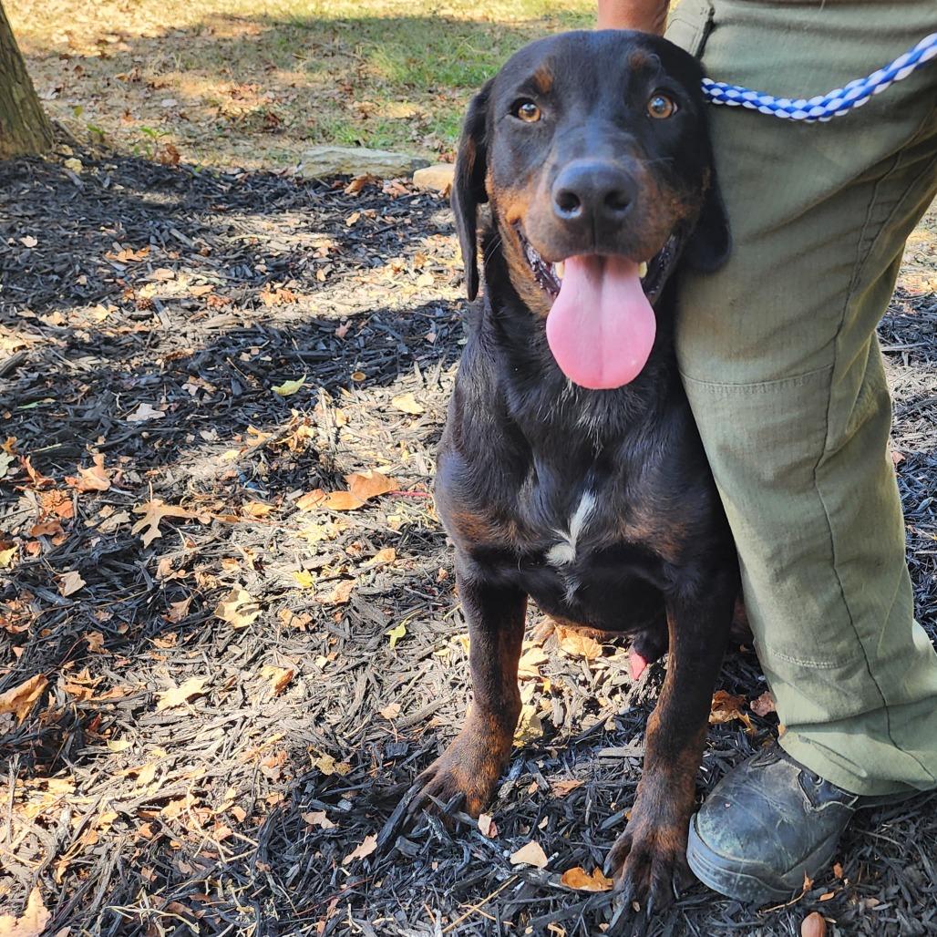 Yukon, a Adoptable mixed breed in Evensville, TN image 6/6