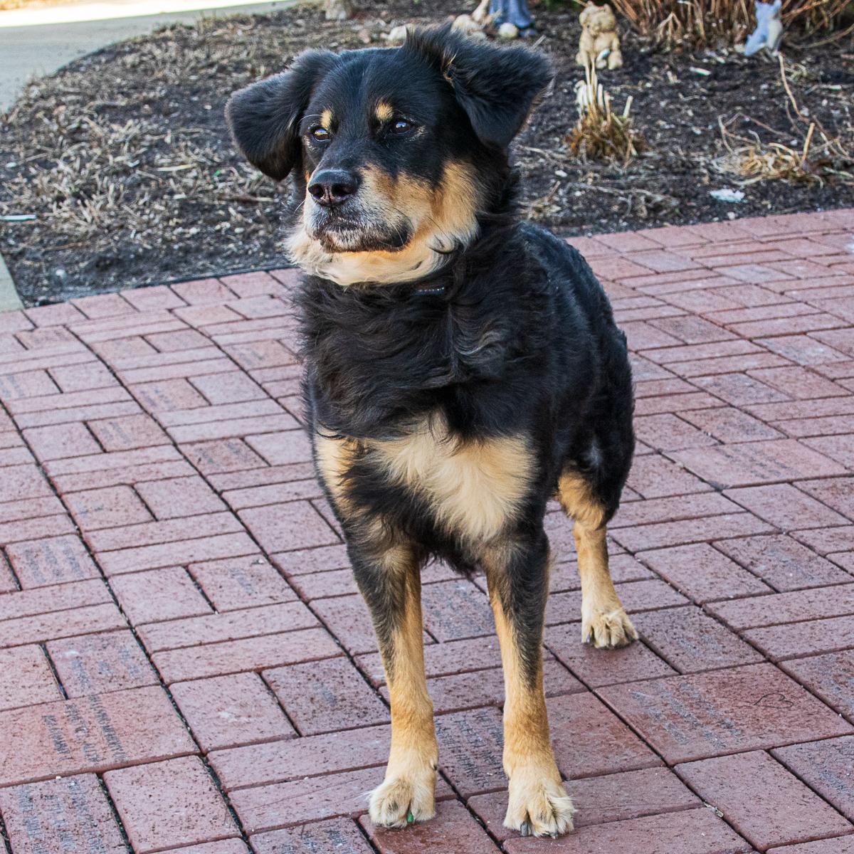 bear, adopted, Adult Male Australian Shepherd.