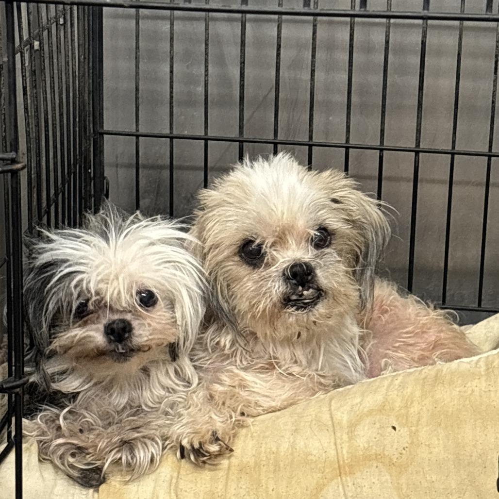 Geno Bonded With Anna thumbnail 3