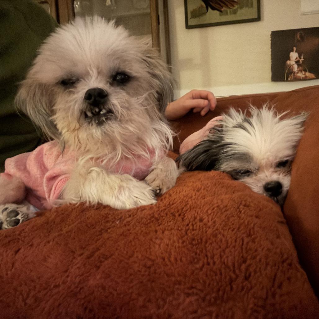 Geno *BONDED WITH ANNA BANANA* — thumbnail 2