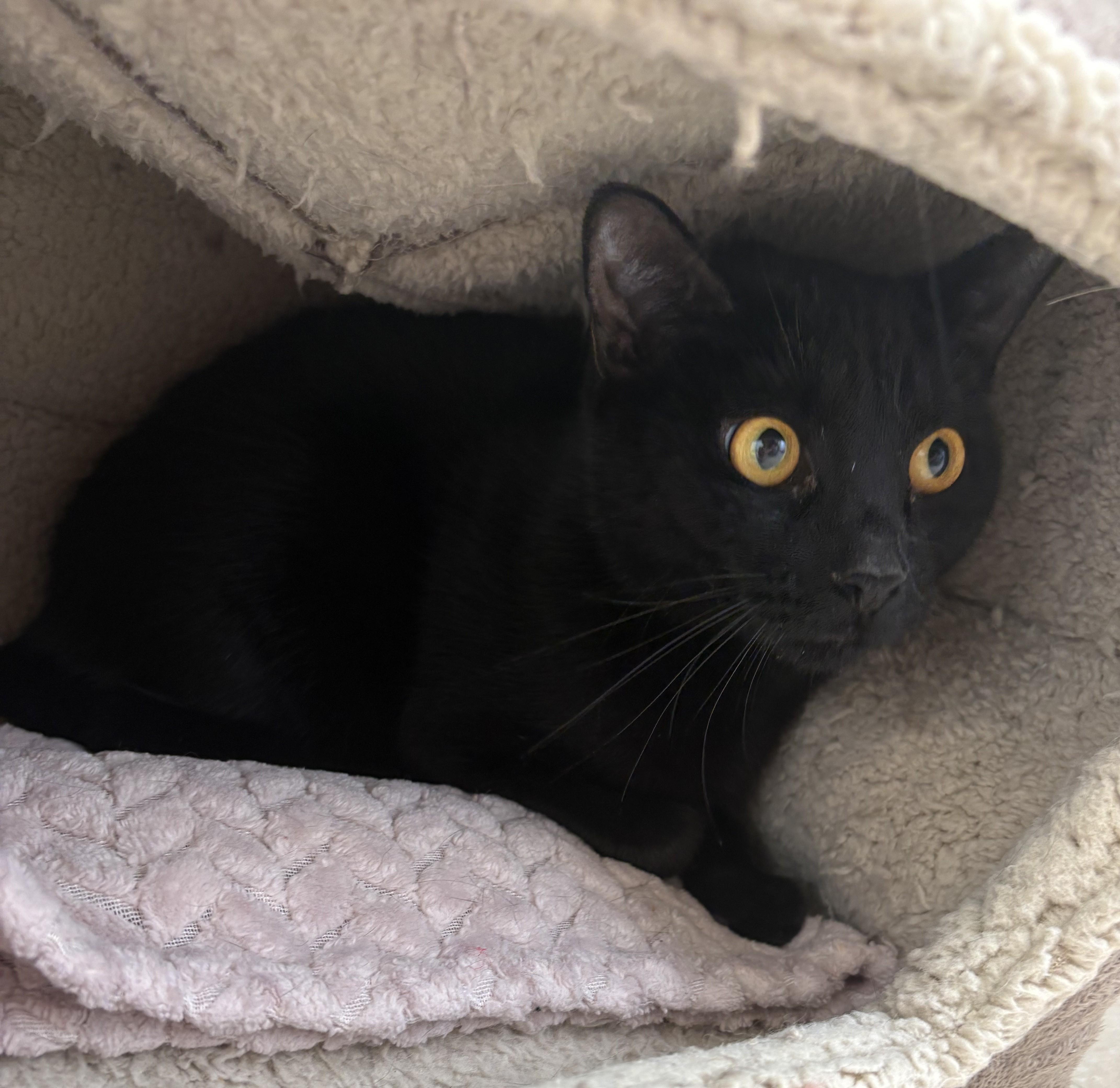 Enlarge Zeppelin (sponsored), a ADOPTABLE Domestic Short Hair in Clyde, MI image 1/1