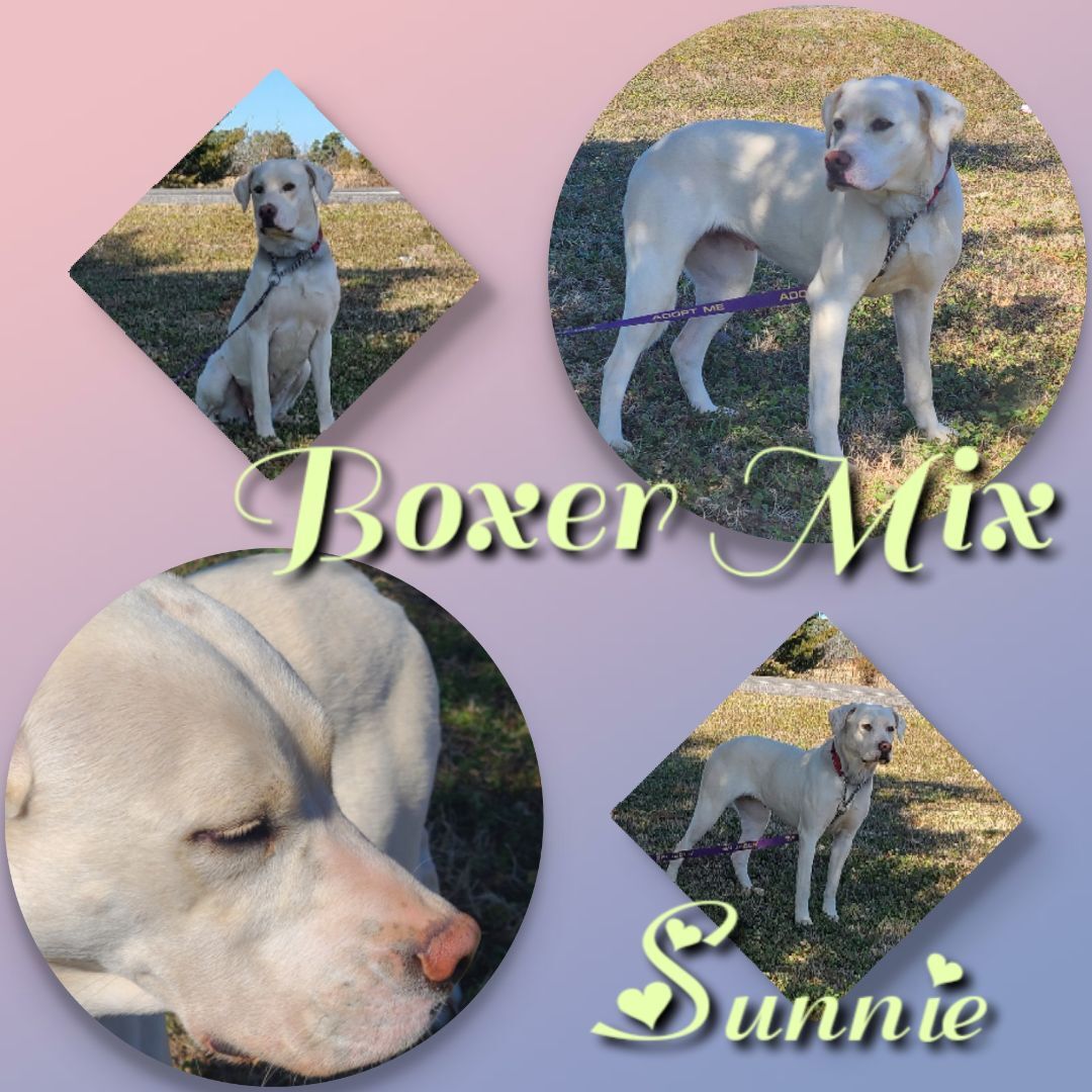 Sunnie, a Adopted mixed breed in Ashdown, AR image 1/2