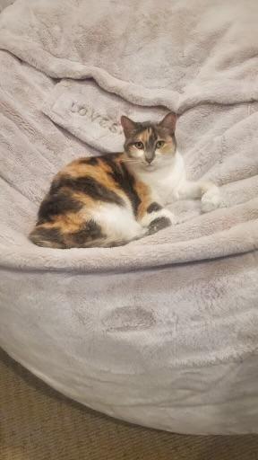 Cali, a Adoptable Domestic Short Hair in Santa Ana, CA image 2/3