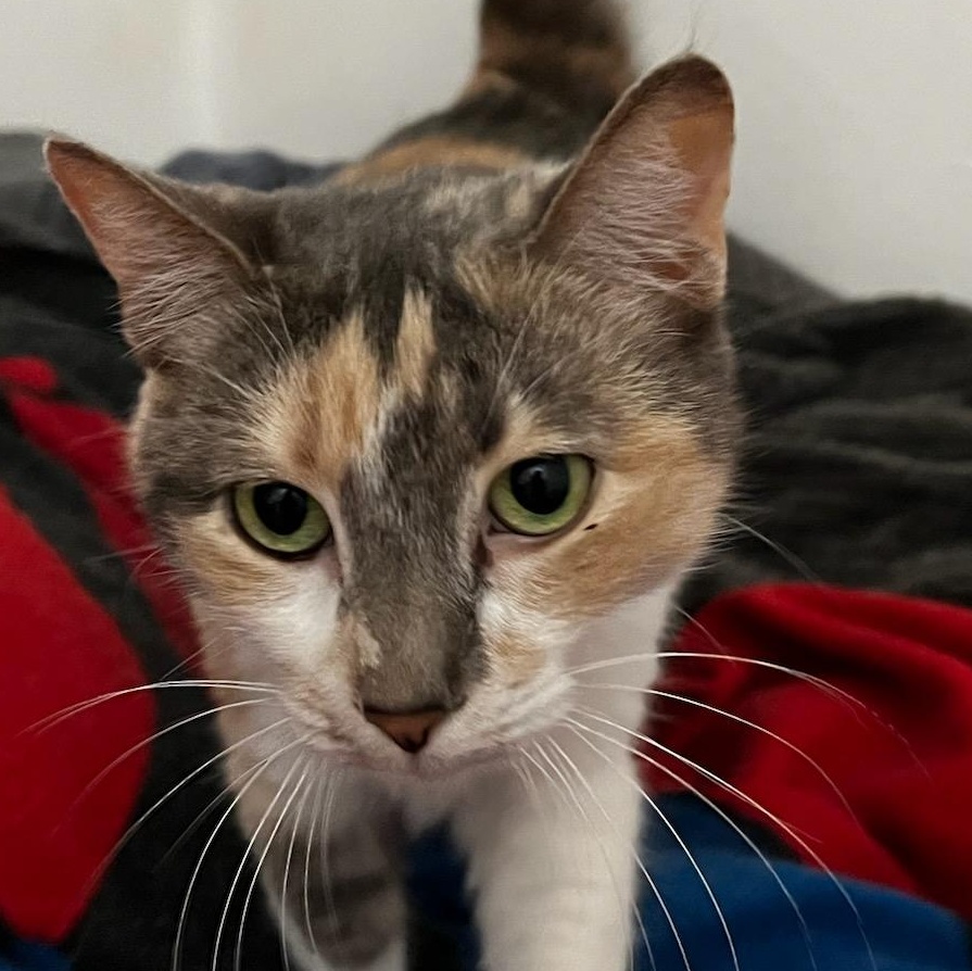 Cali, Adult Female Domestic Short Hair