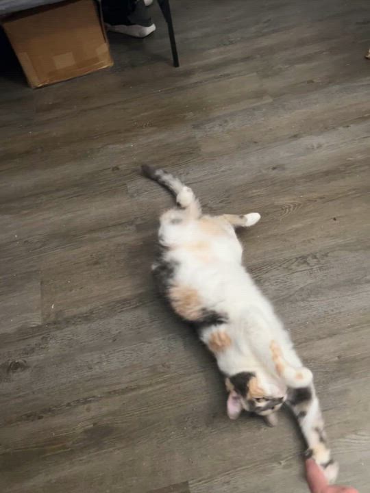 Enlarge Cali, a Adoptable Domestic Short Hair in Santa Ana, CA video 3/3