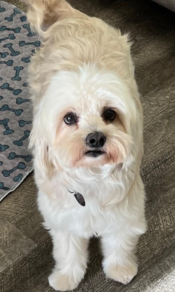 Enlarge Cream, a Adoptable mixed breed in Lake Forest, CA image 2/3