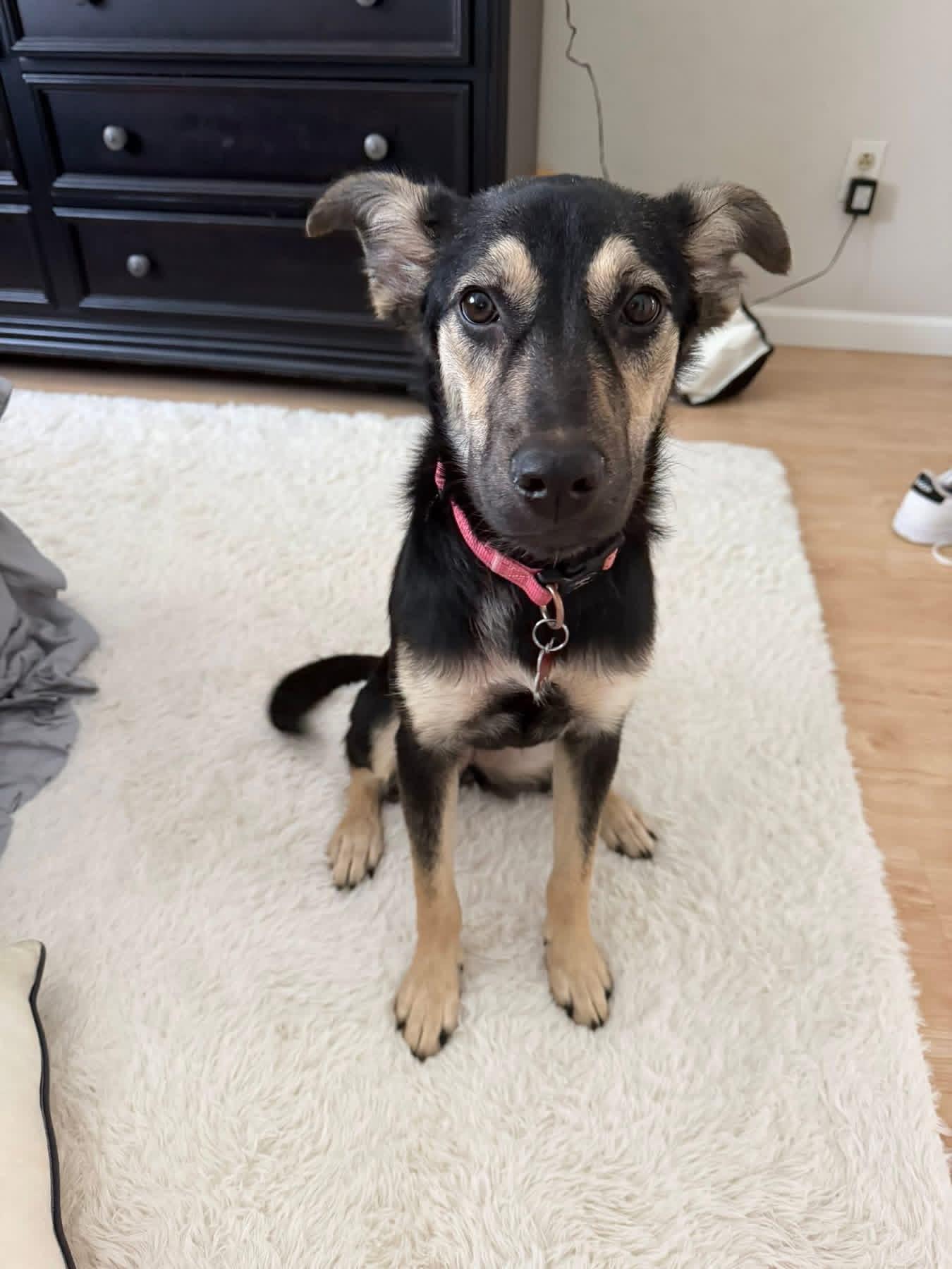 Veda, a ADOPTABLE mixed breed in Succasunna, NJ image 1/3