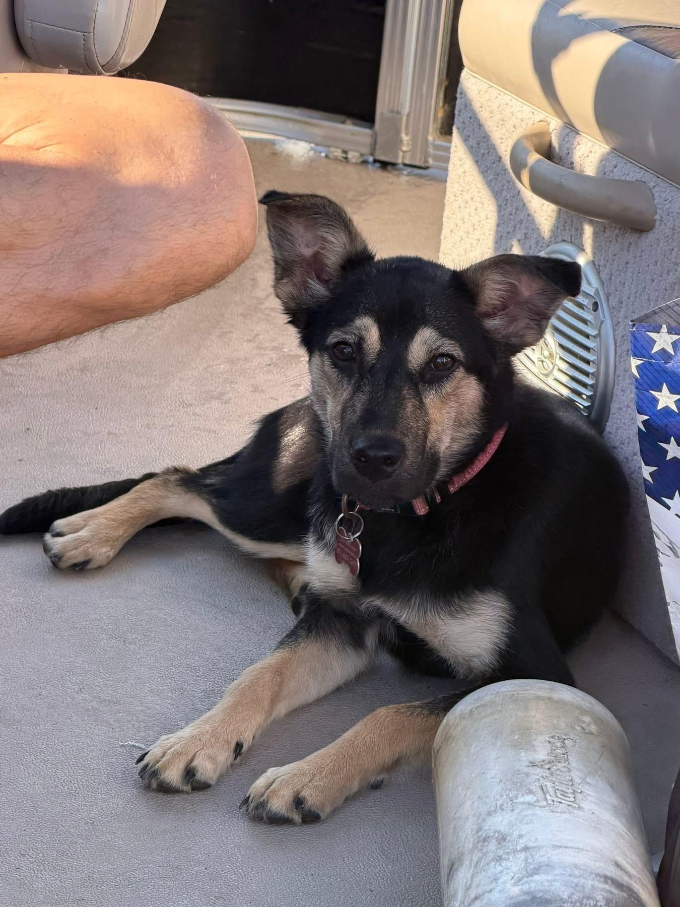 Veda, a ADOPTABLE mixed breed in Succasunna, NJ image 3/3