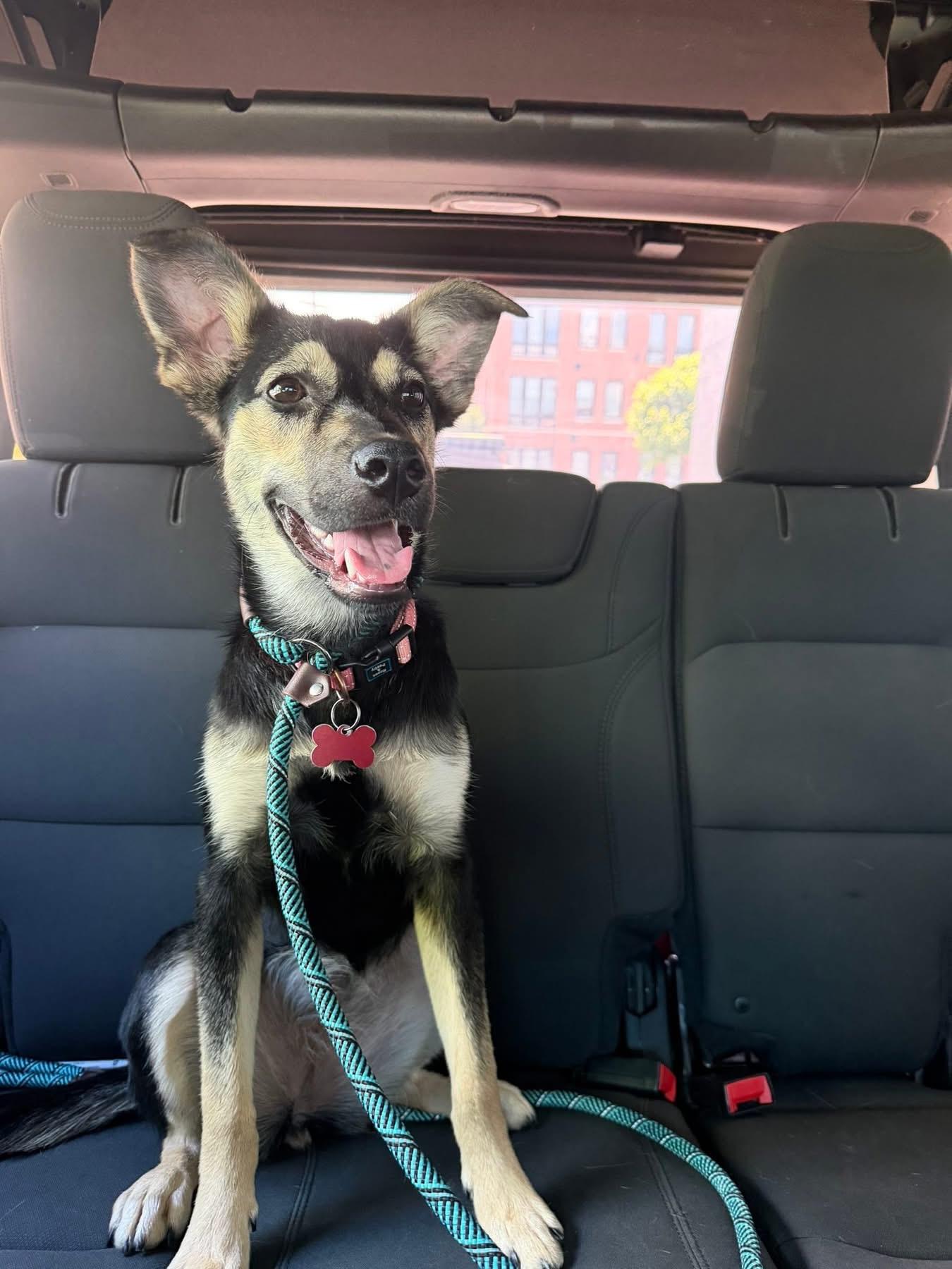 Veda, a ADOPTABLE mixed breed in Succasunna, NJ image 2/3